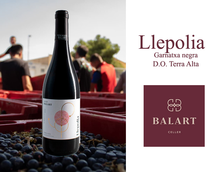 Llepolia negre  – Vi del mes d'Abril 2025